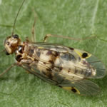 Photo of Psocus bipunctatus